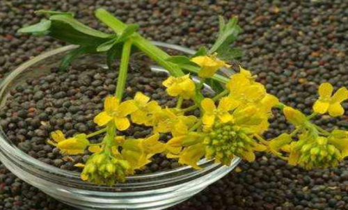 菜粕期貨的手續(xù)費(fèi)是多少？有優(yōu)惠政