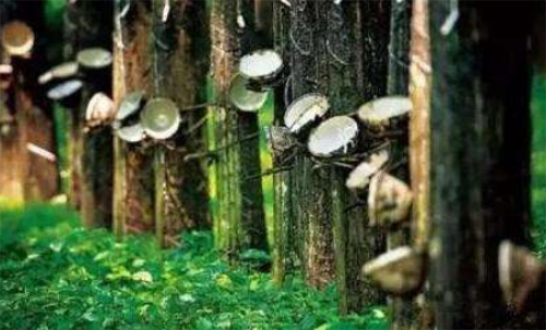 天然橡膠期貨波動(dòng)金額大不大？